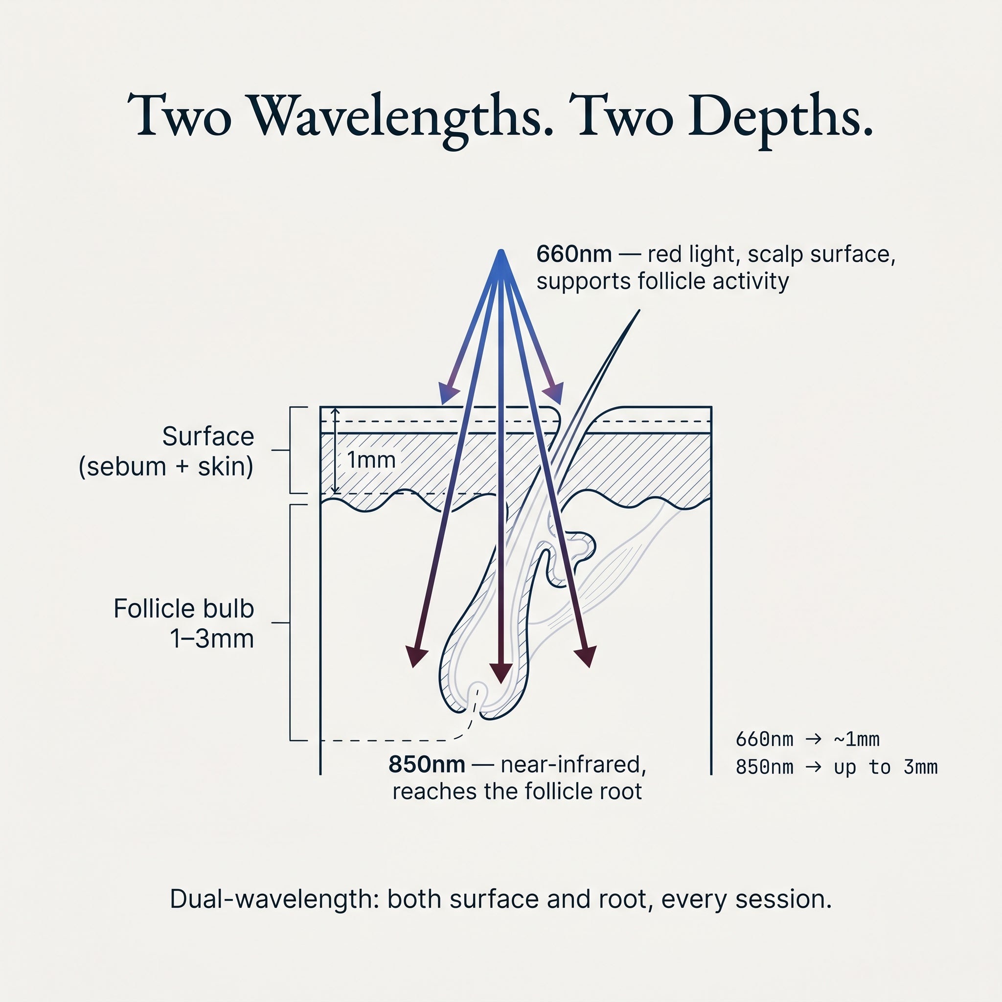 Two wavelengths, two depths — 660nm reaches the scalp surface, 850nm reaches the follicle bulb 1-3mm deep